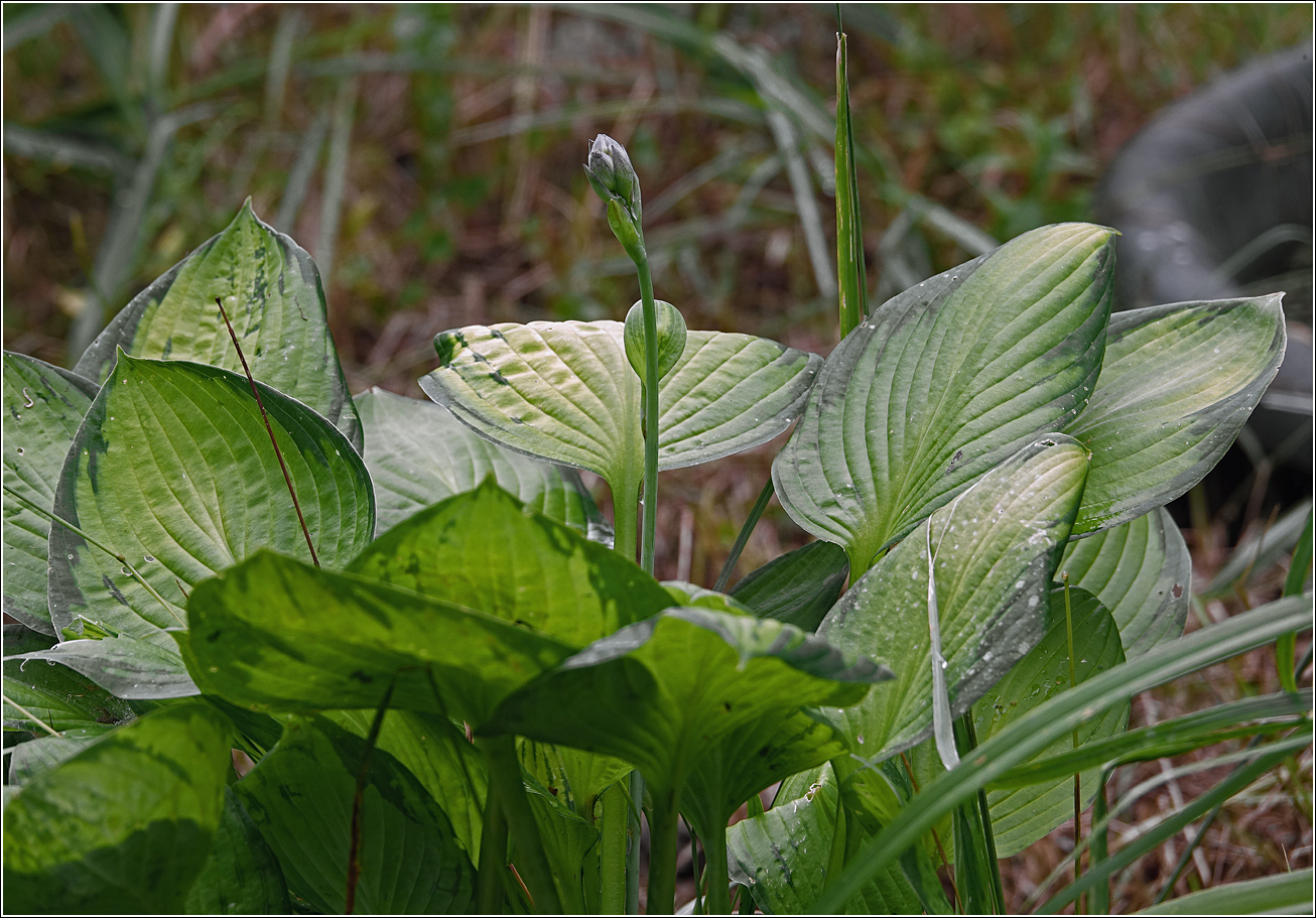 Image of Hosta fortunei specimen.