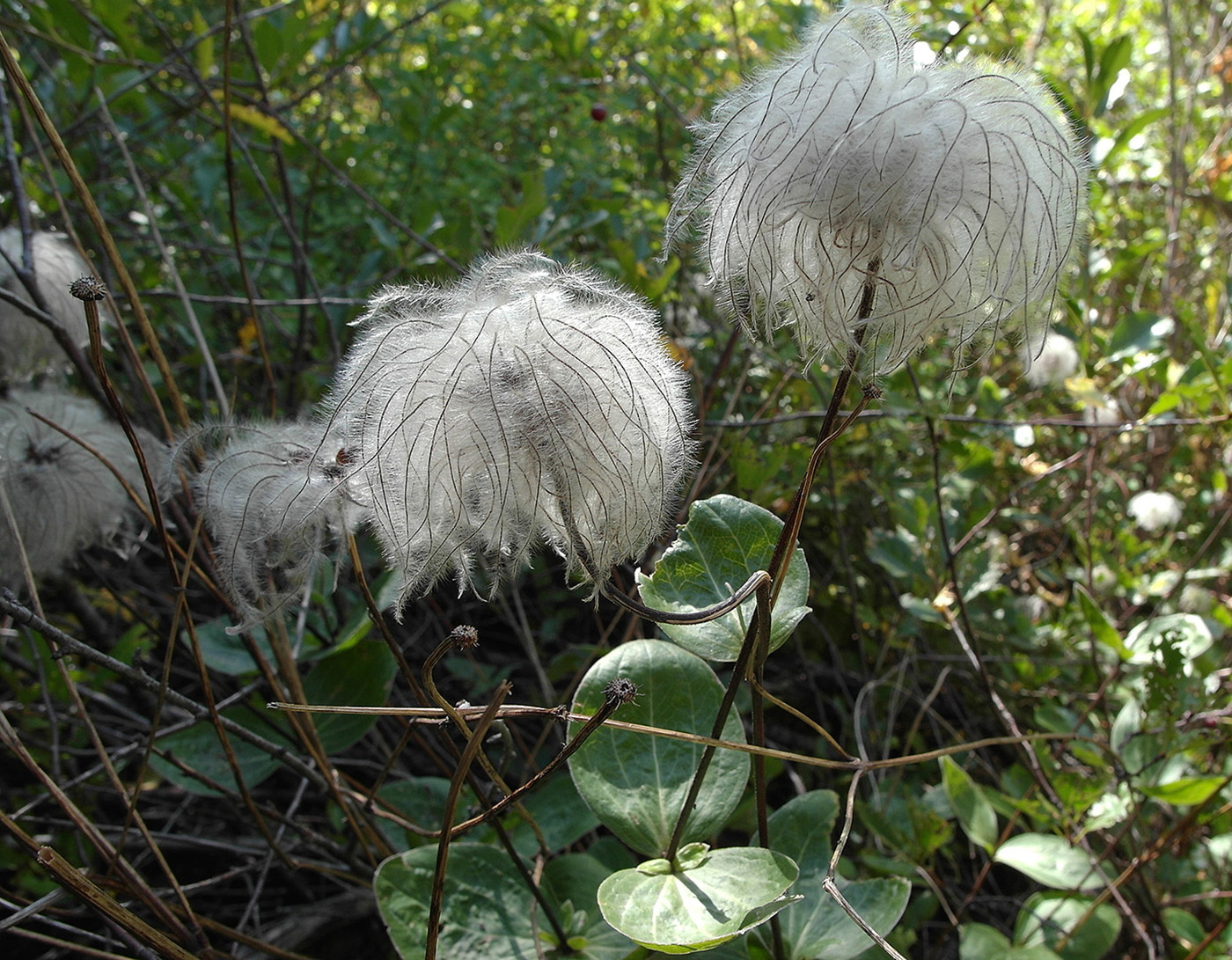 Изображение особи Clematis integrifolia.