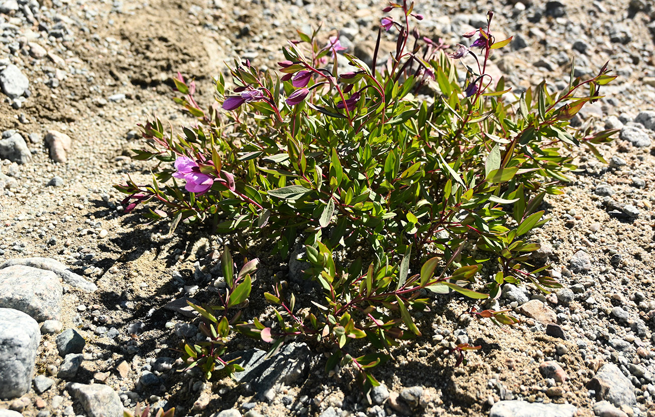 Image of genus Chamaenerion specimen.