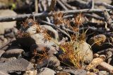 Pycreus nilagiricus. Плодоносящее растение. Приморский край, Уссурийский ГО, окр. ж.-д. пл. 9194 км, дол. р. Раздольная на левом берегу, пойма, галечниковые отложения. 22.09.2025.