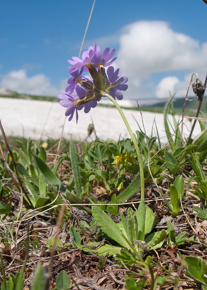 Image of Primula auriculata specimen.