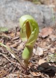 Arum concinnatum. Соцветие с увядающим покрывалом. Турция, пров. Мугла, р-н Фетхие, о. Гемиле, лужайка рядом с развалинами византийских храмов. 08.05.2025.