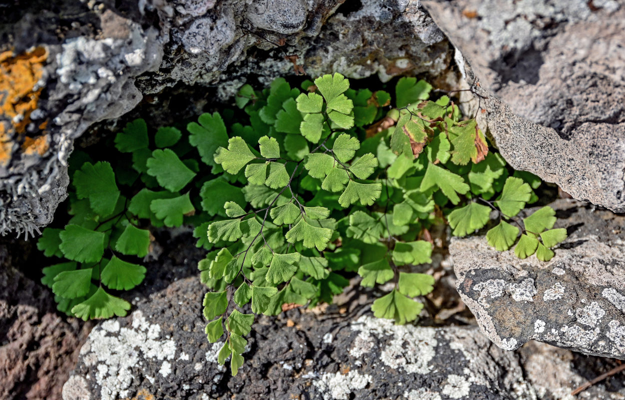 Image of Adiantum capillus-veneris specimen.