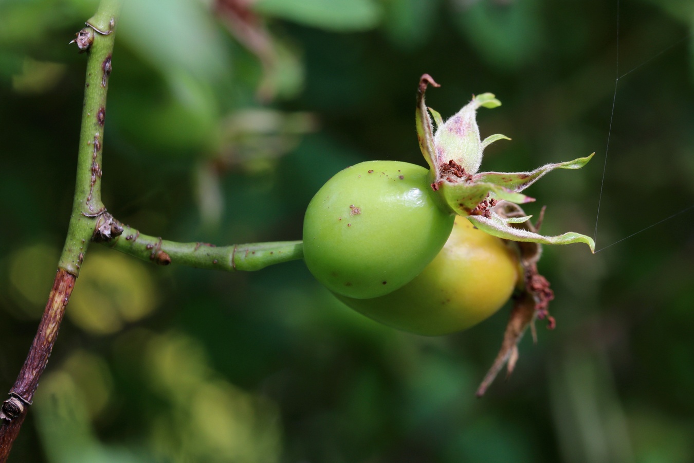 Изображение особи род Rosa.