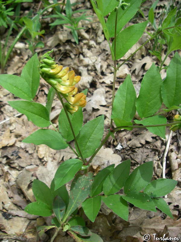 Image of Lathyrus aureus specimen.