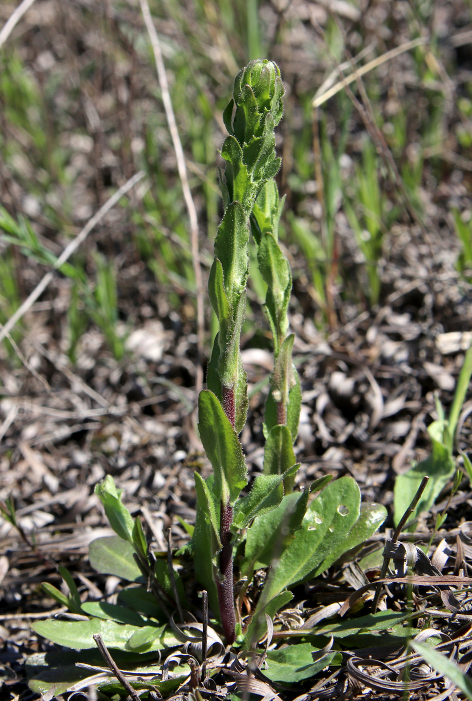 Изображение особи Arabis sagittata.
