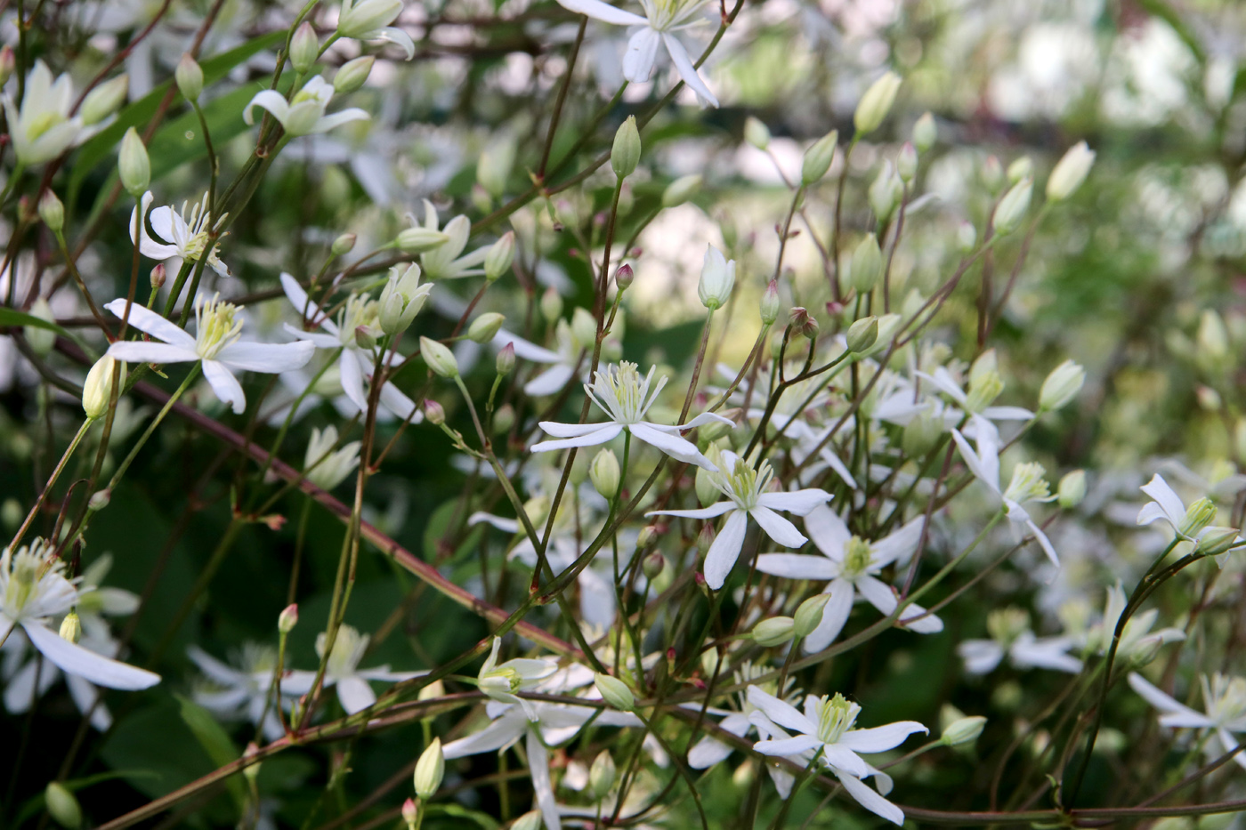 Изображение особи Clematis mandshurica.