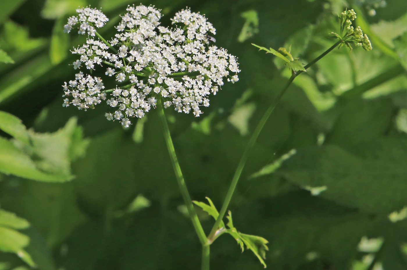 Image of Berula erecta specimen.