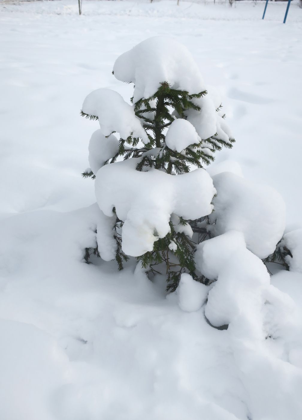 Изображение особи Picea abies.