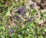 Nepeta kopetdaghensis. Верхушки веточек с развивающимися соцветиями. Туркменистан, ЮЗ Копетдаг, Чендырская дол., гребень хр. Монджуклы, глинистое местообитание. 24.04.2024.