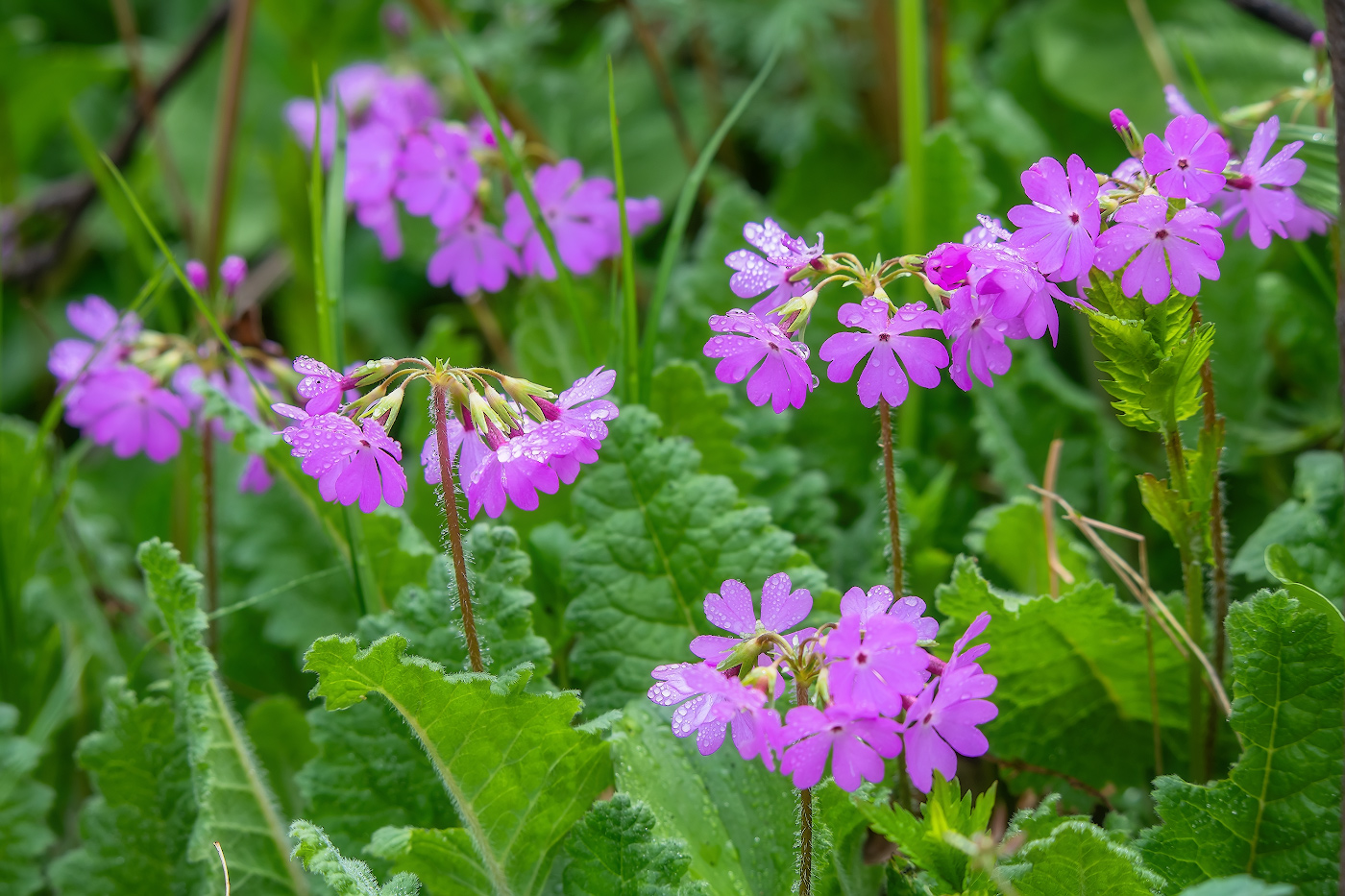Изображение особи Primula patens.