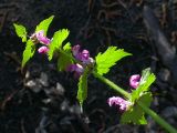 Lamium maculatum. Стебель с листьями и цветами. Киев, Святошинский лес. 24 апреля 2008 г.