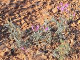 Astragalus brachylobus. Цветущее растение. Астраханская обл., Богдинско-Баскунчакский солянокупольный р-н, гора Большое Богдо, нижняя часть юго-восточного склона, пестроцветные глины. 27.05.2017.