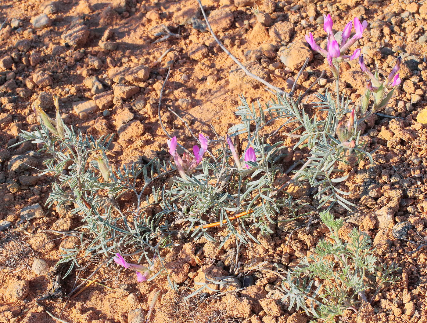 Image of Astragalus brachylobus specimen.