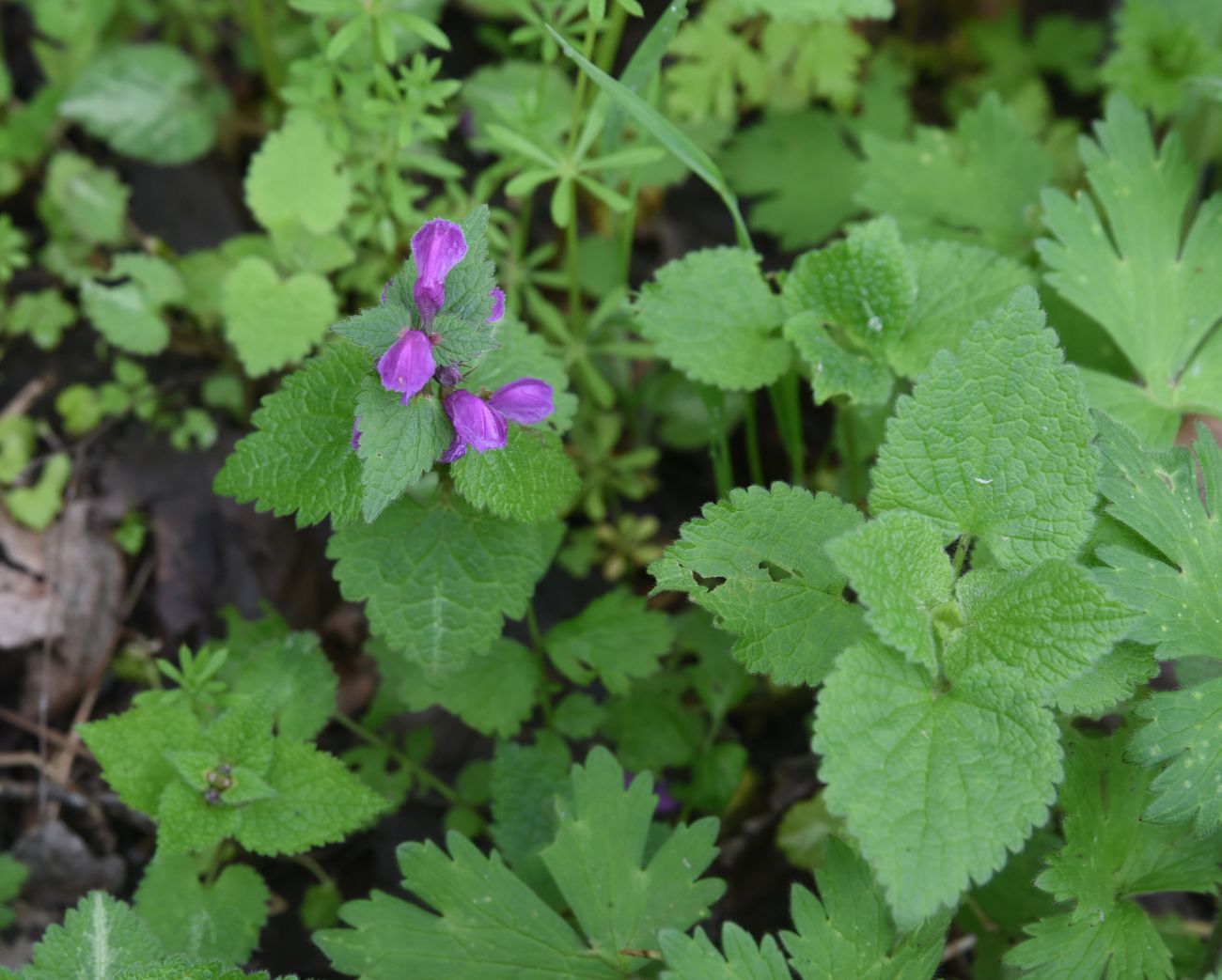 Image of Lamium maculatum specimen.