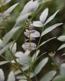 Glycyrrhiza glabra. Соцветие. Турция, ил Батман, окр. г. Батман, роща ок. ручья. 26 мая 2025 г.