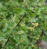 genus Ribes. Побег с соцветиями. Турция, ил Карс, г. Карс, окр. порохового склада, ок. скалы. 27 мая 2025 г.