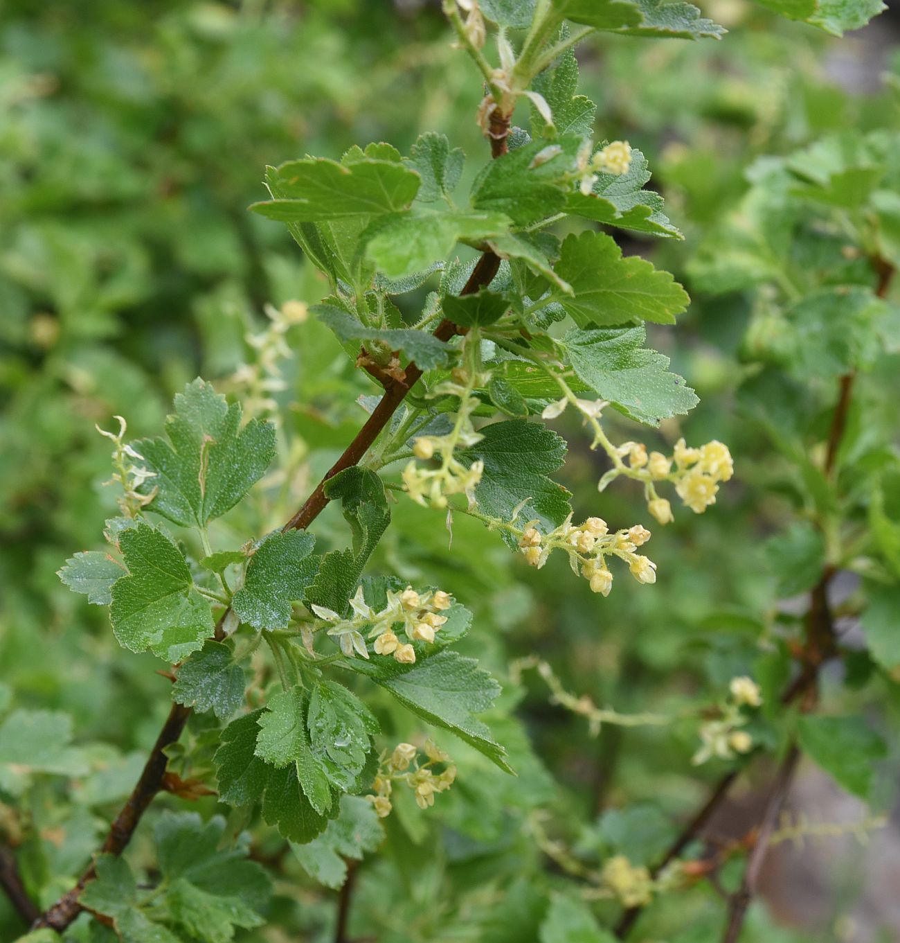 Image of genus Ribes specimen.