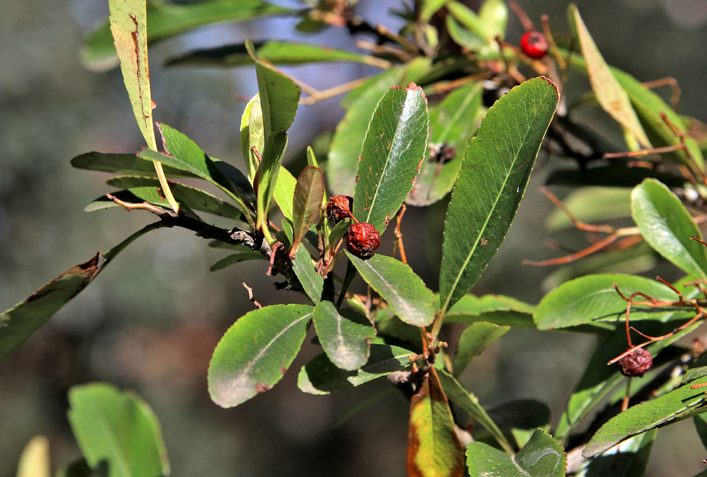Image of Pyracantha crenulata specimen.