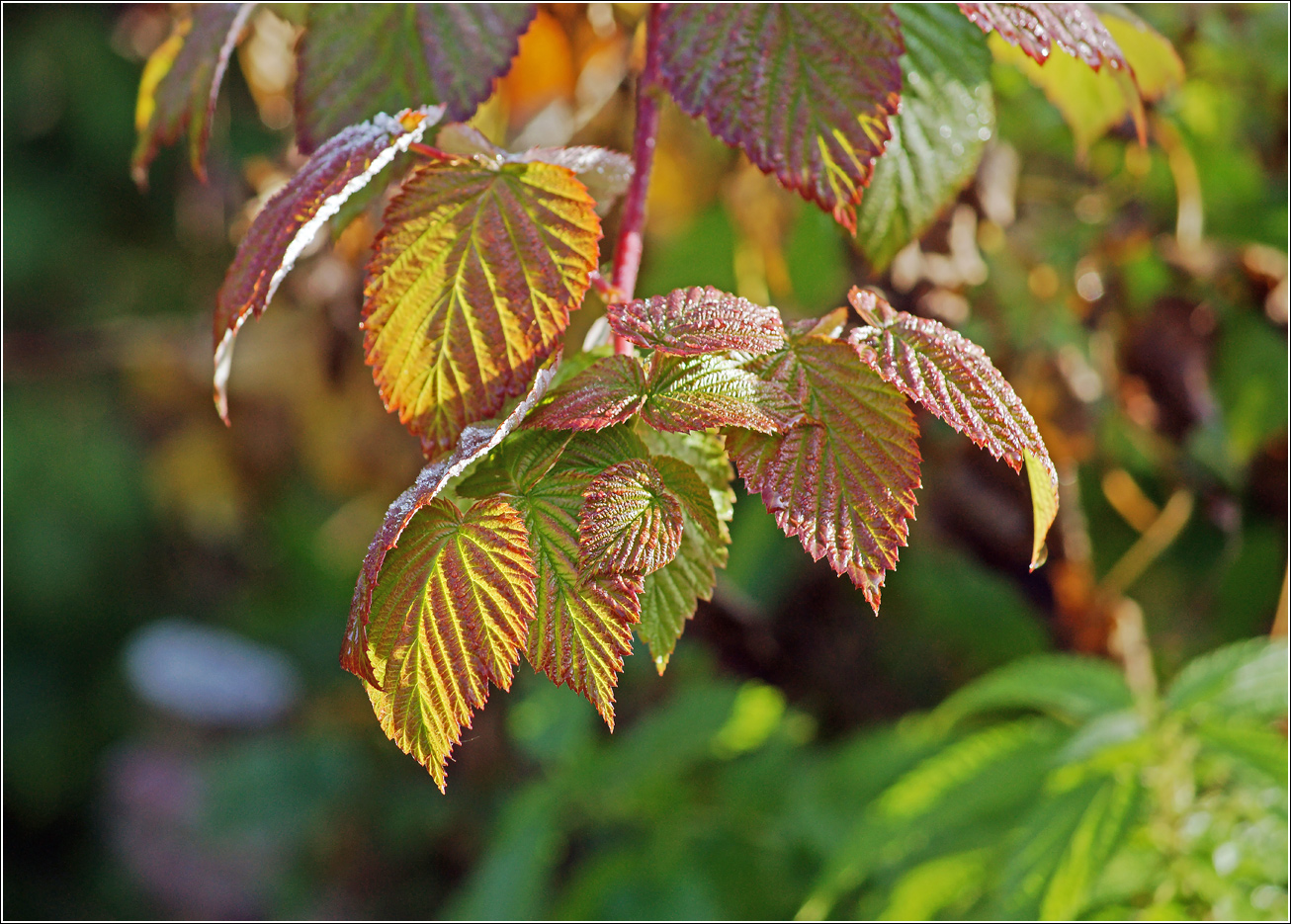 Image of Rubus idaeus specimen.
