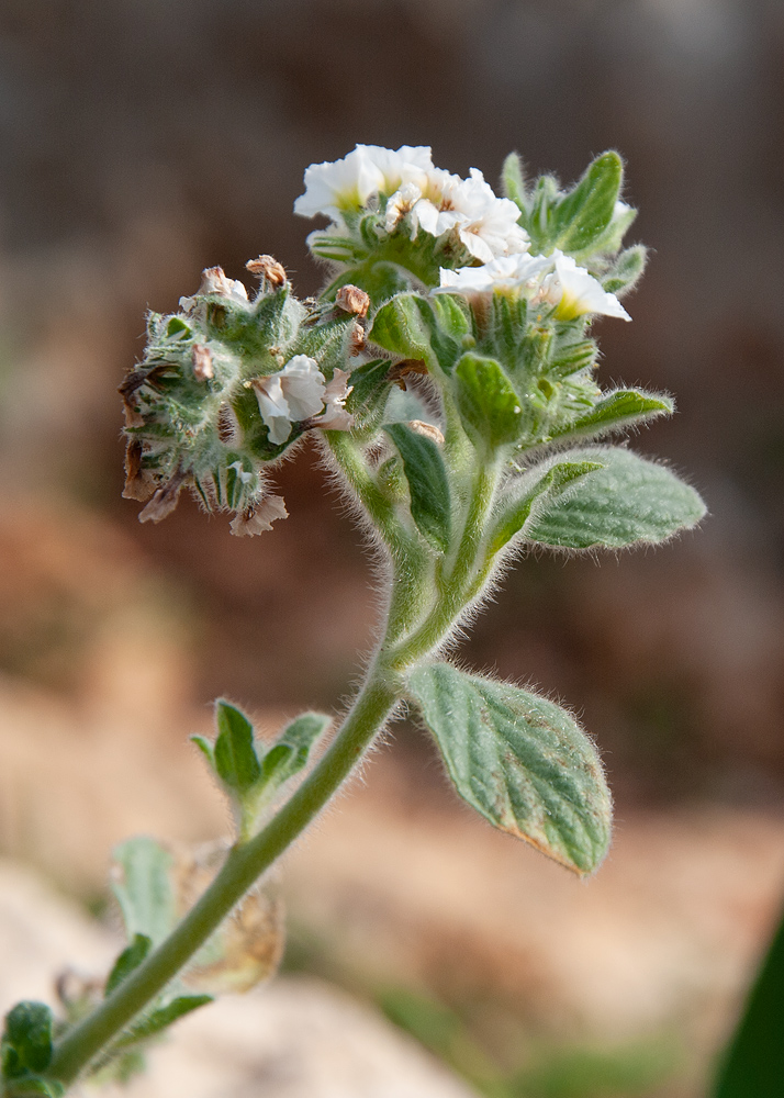 Image of Heliotropium hirsutissimum specimen.