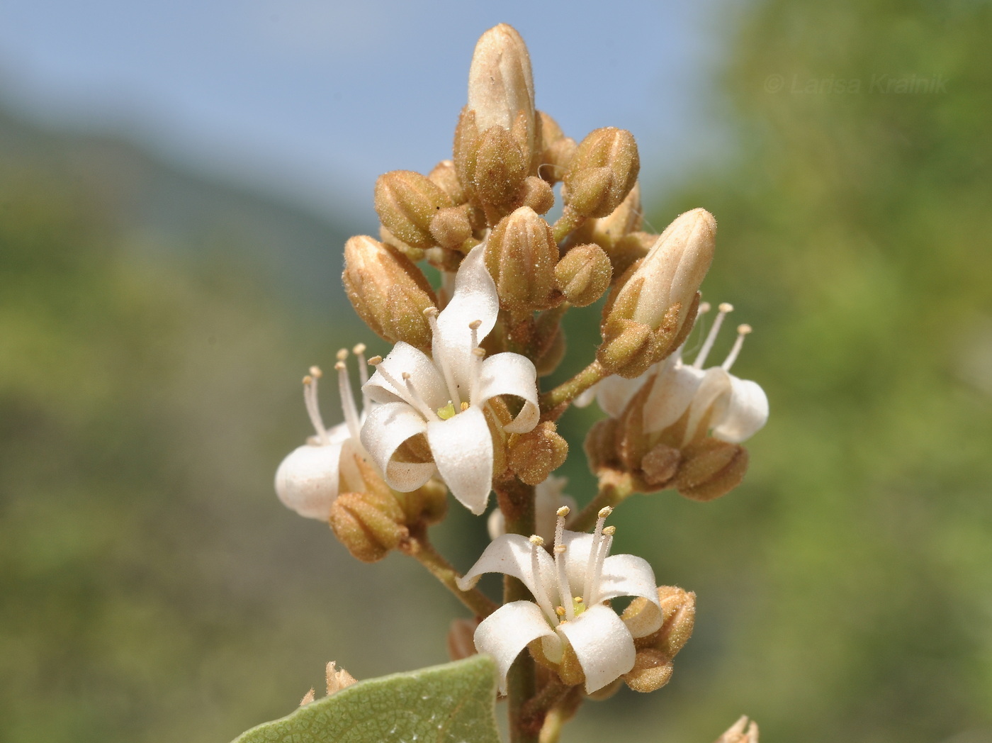 Image of Connarus paniculatus specimen.