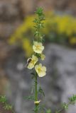 Verbascum orientale. Верхушка цветущего растения. Крым, Южный берег, гора Кошка, шибляк. 23.05.2026.