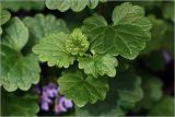 Glechoma hederacea. Развивающиеся листья. Московская обл., Раменский р-н, окр. дер. Хрипань, садовый участок. 03.06.2026.