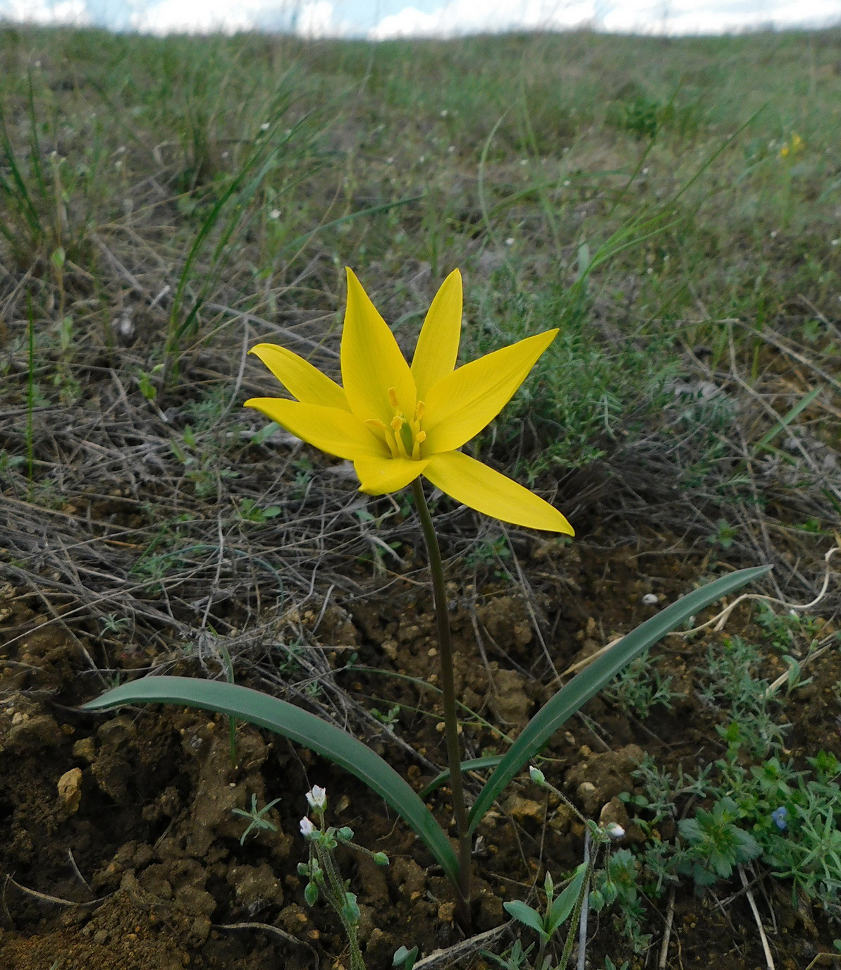 Изображение особи Tulipa biebersteiniana.