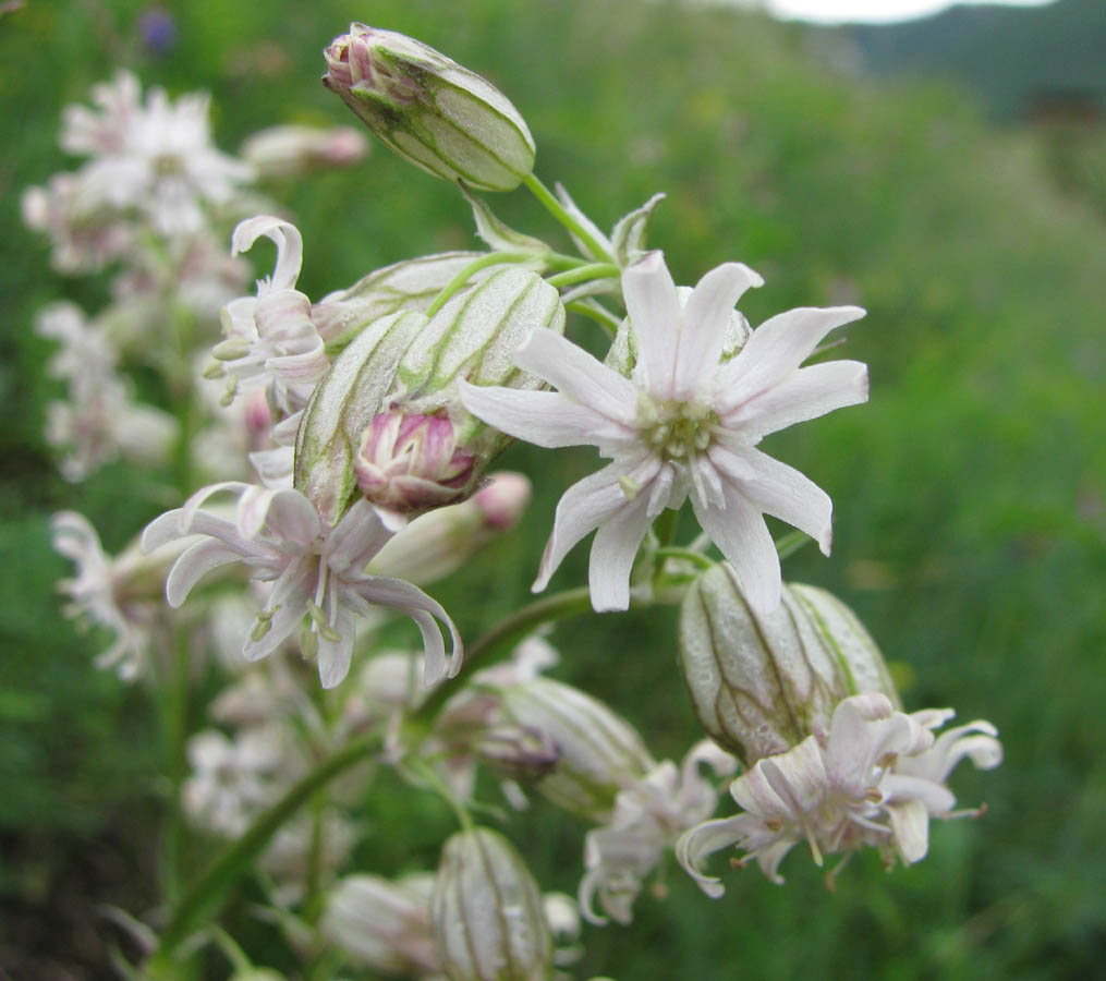 Image of Silene chamarensis specimen.