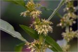 Dysphania ambrosioides. Соцветие. Московская обл., Раменский р-н, окр. дер. Хрипань, садовый участок. 10.07.2026.