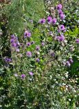 Galactites tomentosus