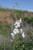 Verbascum phoeniceum