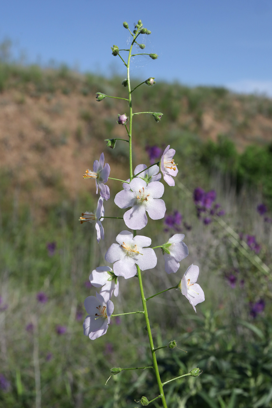 Изображение особи Verbascum phoeniceum.