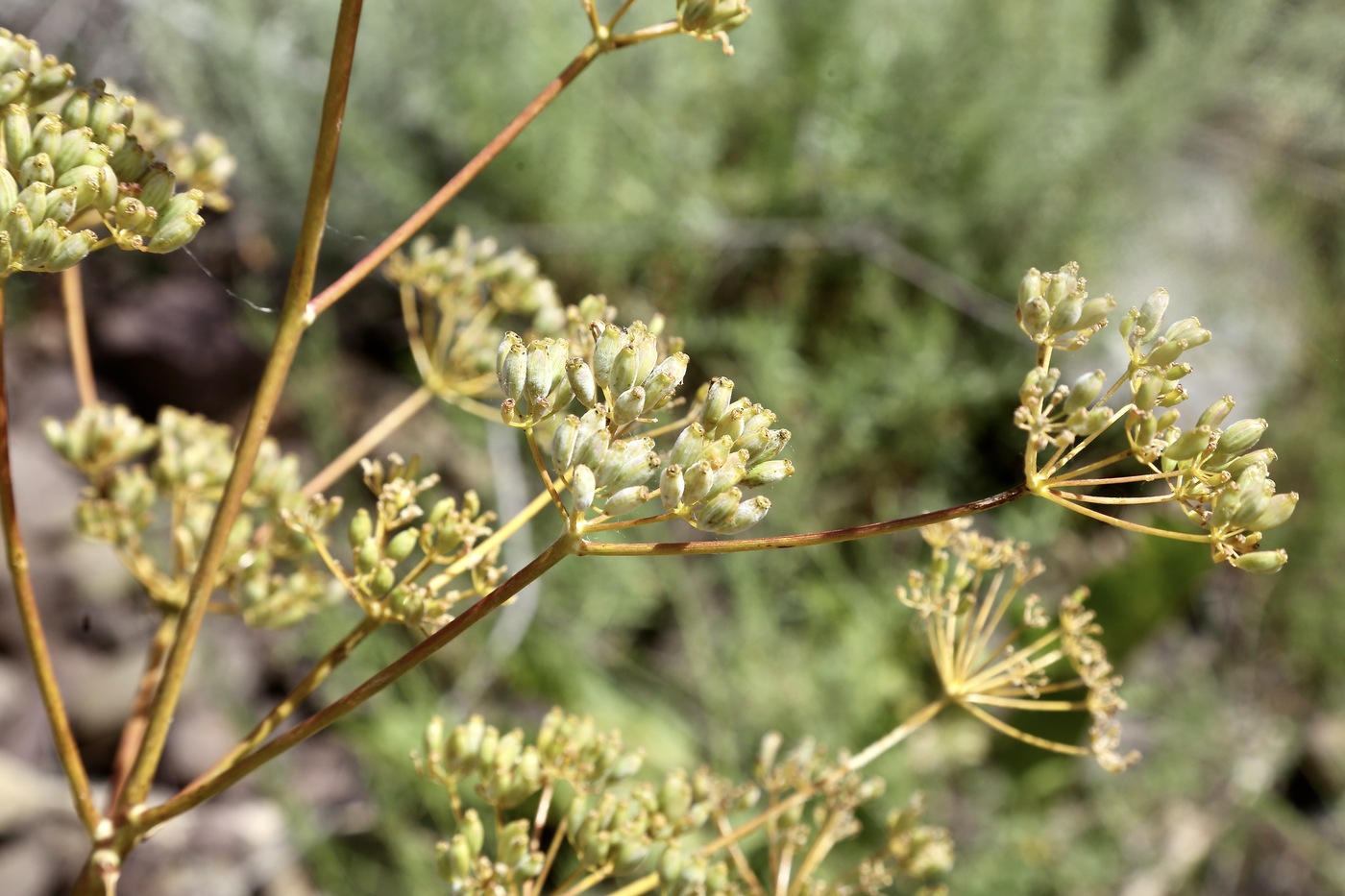 Image of genus Ferula specimen.