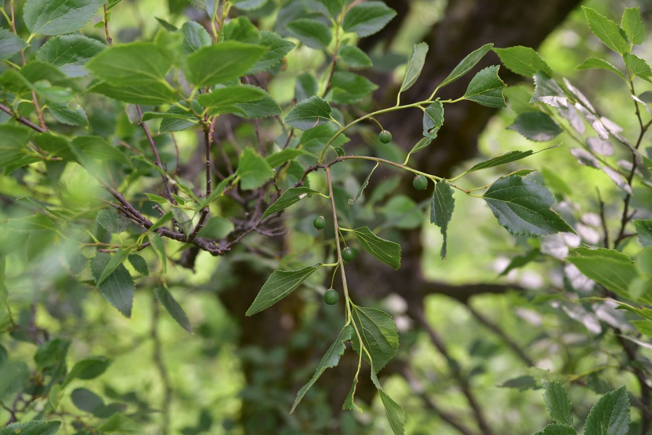 Изображение особи род Celtis.