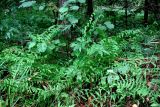 Thelypteris palustris. Вайи. Московская обл., Серпуховский р-н, окр. дер. Скрёбухово, черноольшанник. 21.08.2026.