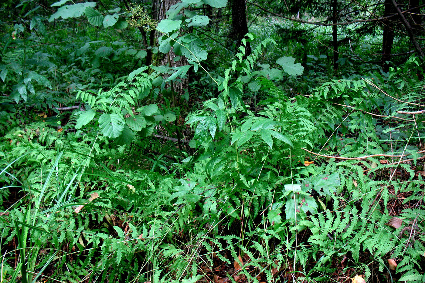 Image of Thelypteris palustris specimen.