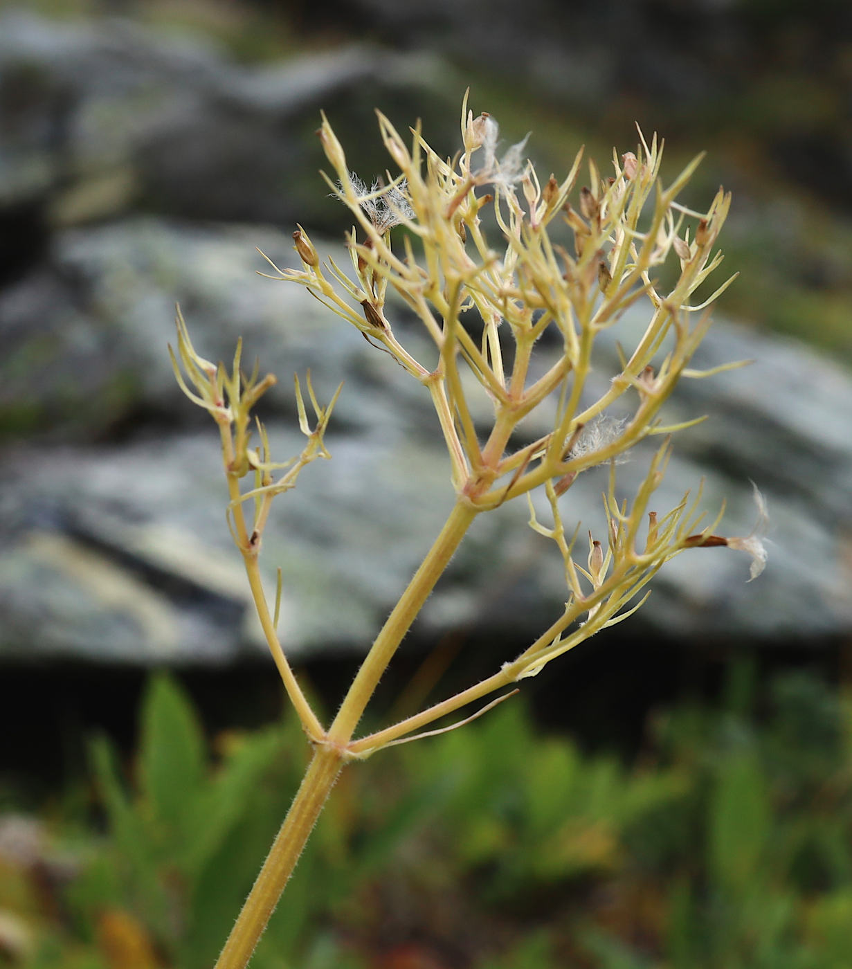 Изображение особи Valeriana capitata.