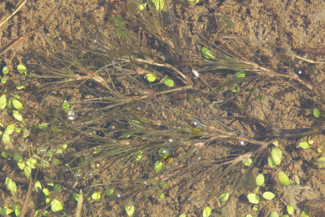 Image of Caulinia tenuissima specimen.