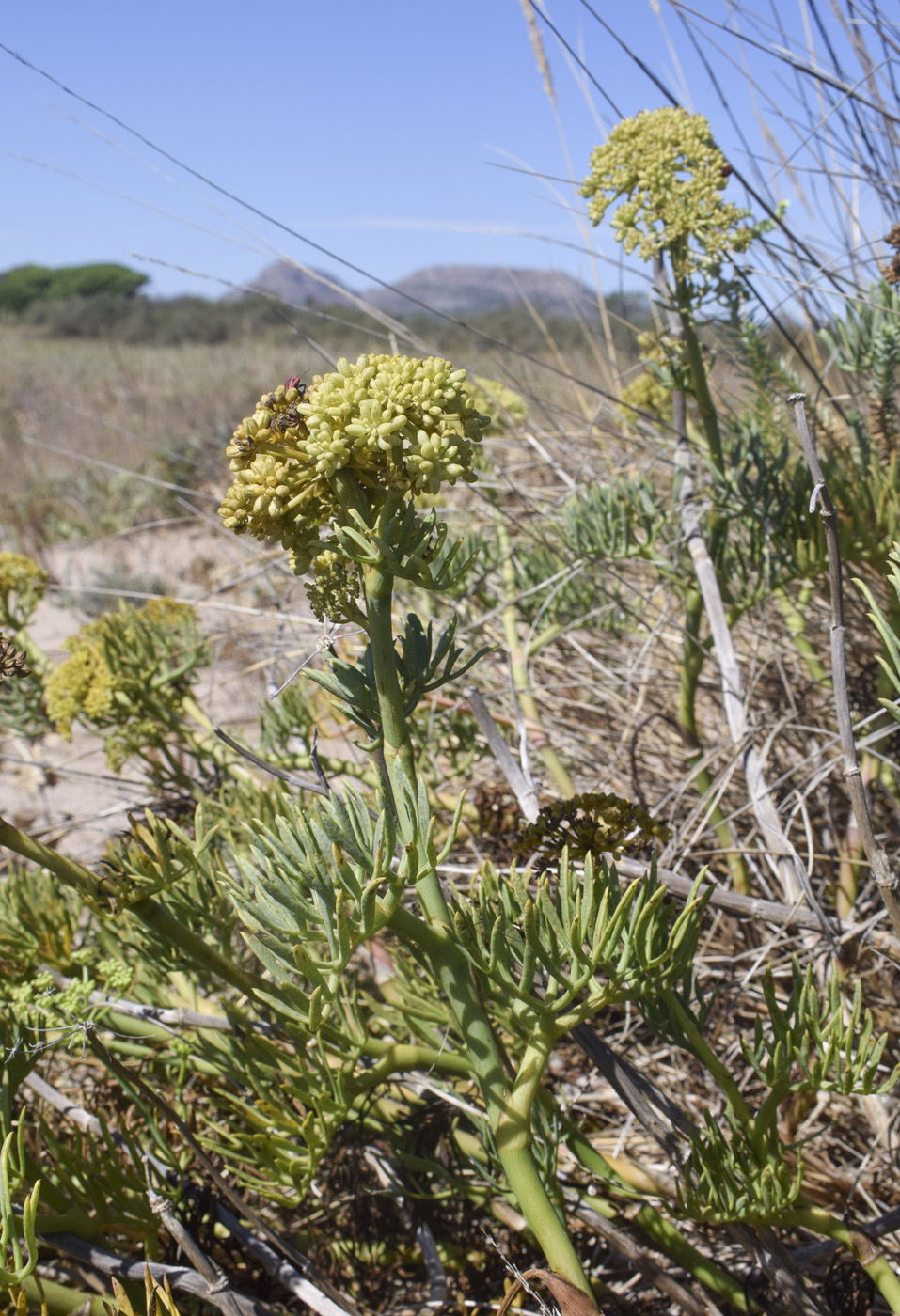 Изображение особи Crithmum maritimum.