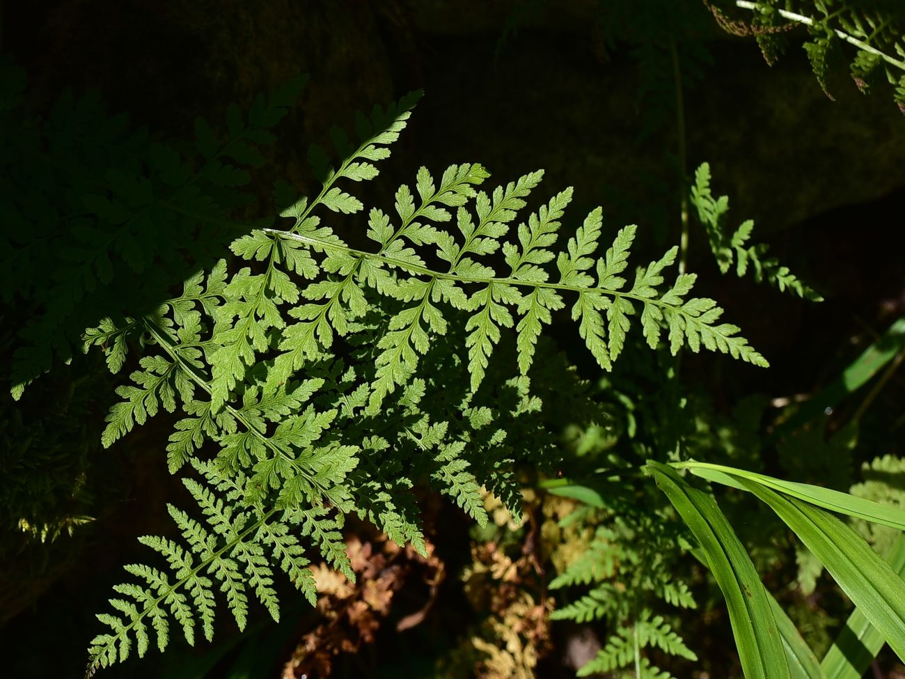 Image of Unknown species specimen.
