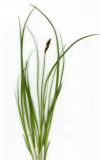 Carex praecox