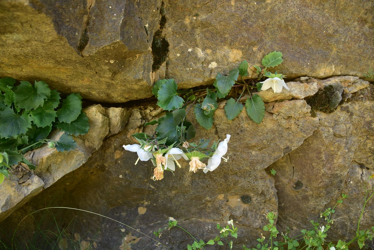 Изображение особи род Campanula.