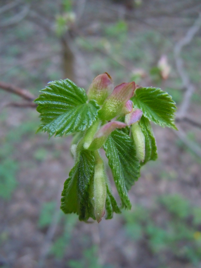 Image of Corylus avellana specimen.