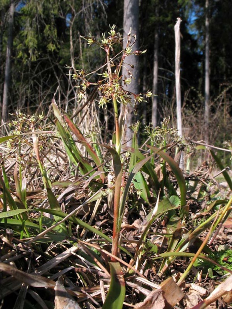 Image of Luzula pilosa specimen.