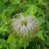 Pulsatilla × kissii. Плод. Приморский край, Уссурийский гор. округ, окр. с. Монакино, край оврага в широколиственном лесу. 07.06.2008.