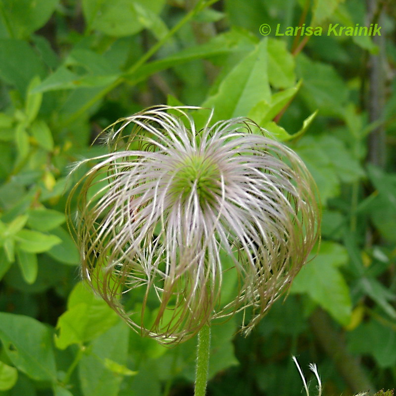 Image of Pulsatilla &times; kissii specimen.