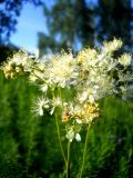 Filipendula vulgaris. Соцветие. Новосибирская обл., Искитимский р-н, пгт Линёво. 7 июня 2011 г.