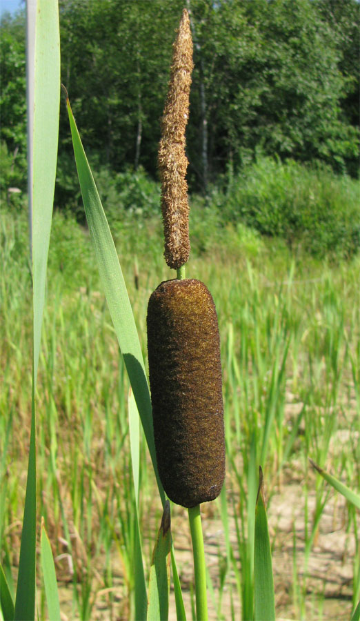 Image of Typha elata specimen.